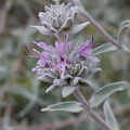Salvia-leucophylla-pink-sage-Angel-Vista-2016-05-04-IMG_6786.jpg