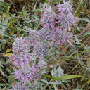 Salvia-leucophylla-pink-sage-Angel-Vista-2016-05-04-IMG 6787