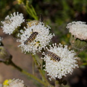 caterpillars-on-Chaenactis-artemisifolia-pincushion-flower-Angel-Vista-2016-04-27-IMG 6767