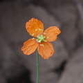 indet-Malvaceae-herb-Angel-Vista-2016-05-04-IMG_6776.jpg