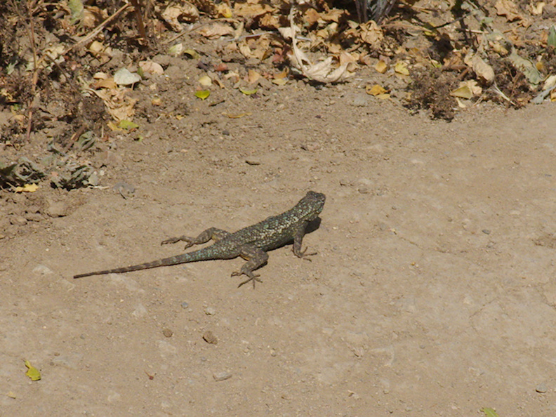 western-fence-lizard-Sceleporus-occidentalis-Angel-Vista-trail-2015-05-04-IMG_4936.jpg