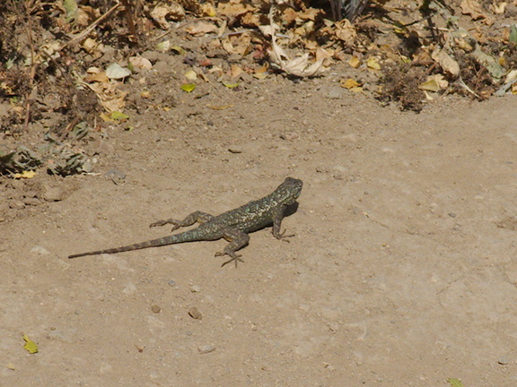 western-fence-lizard-Sceleporus-occidentalis-Angel-Vista-trail-2015-05-04-IMG 4936