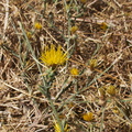 Centaurea-melitensis-yellow-star-thistle-Camino-Cielo-2011-09-04-IMG_9674.jpg