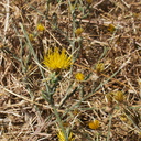 Centaurea-melitensis-yellow-star-thistle-Camino-Cielo-2011-09-04-IMG 9674