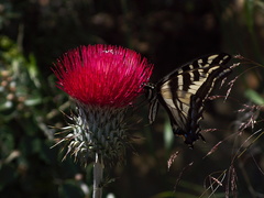 Cirsium-occidentale-var-candidissimum-with-tiger-swallowtail-butterfly-Camino-Cielo-2010-06-11-IMG 6091