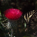 Cirsium-occidentale-var-candidissimum-with-tiger-swallowtail-butterfly-Camino-Cielo-2010-06-11-IMG_6091.jpg