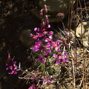 Clarkia-unguiculata-Camino-Cielo-2010-06-11-IMG 6038