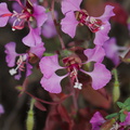 Clarkia-unguiculata-elegant-clarkia-near-Painted-Cave-Santa-Barbara-2015-05-27-IMG 0763
