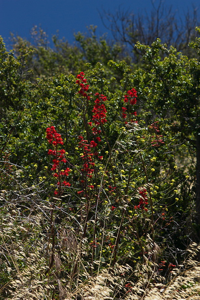 Delphinium-cardinale-scarlet-larkspur-Camino-Cielo-2010-06-11-IMG_1170.jpg