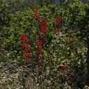 Delphinium-cardinale-scarlet-larkspur-Camino-Cielo-2010-06-11-IMG 1170