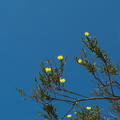 Dendromecon-rigida-tree-poppy-Camino-Cielo-2010-06-11-IMG 6023
