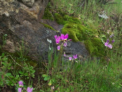 Dodecatheon-clevelandii-meadow-toward-Camino-Cielo-2011-04-02-IMG 7509