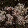 Eriogonum-fasciculatum-California-buckwheat-Camino-Cielo-2011-09-04-IMG_9661.jpg