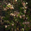 Lepechinia-calycina-pitcher-sage-papery-fruit-sheaths-Camino-Cielo-2011-09-04-IMG 9671