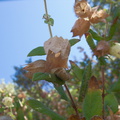 Lepechinia-calycina-pitcher-sage-papery-fruit-sheaths-Camino-Cielo-2011-09-04-IMG 9672