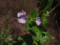 Phacelia-grandiflora-Camino-Cielo-west-2011-04-10-IMG 7575