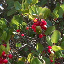 Prunus-ilicifolia-holly-leaved-cherry-Camino-Cielo-2011-09-04-IMG 9670