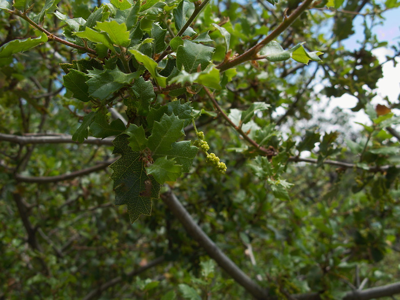 Quercus-sp-berberidifolia-scrub-oak-flowers-Camino-Cielo-west-2011-04-10-IMG 7597