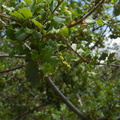 Quercus-sp-berberidifolia-scrub-oak-flowers-Camino-Cielo-west-2011-04-10-IMG_7597.jpg