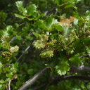 Quercus-sp-berberidifolia-scrub-oak-flowers-Camino-Cielo-west-2011-04-10-IMG 7599