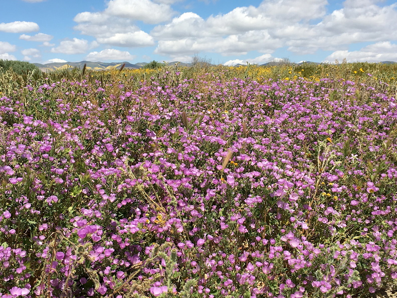 Eremalche-parryi-kern-mallow-purple-flowering-field-Carrizo-Plain-2017-04-20-IMG_7102.jpg