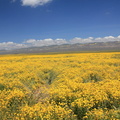 coreopsis-flowering-golden-field-Carrizo-Plain-2017-04-20-IMG-7077
