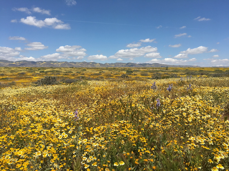 flowering-fields-tidy-tips-coreopsis-and-delphiniums-Carrizo-Plain-2017-04-20-IMG_7076.jpg