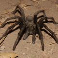 ebony-tarantula-Aphonopelma-eutylenum-Charmlee-State-Park-2016-08-26-IMG_3485.jpg