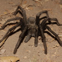 ebony-tarantula-Aphonopelma-eutylenum-Charmlee-State-Park-2016-08-26-IMG 3485