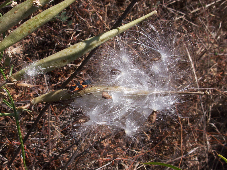 Asclepias-fascicularis-narrowleaved-milkweed-capsules-seeds-China-Flats-trail-Simi-2011-09-12-IMG_9712.jpg