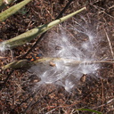 Asclepias-fascicularis-narrowleaved-milkweed-capsules-seeds-China-Flats-trail-Simi-2011-09-12-IMG 9712