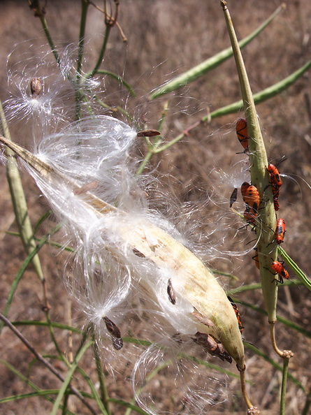 Asclepias-fascicularis-narrowleaved-milkweed-capsules-seeds-China-Flats-trail-Simi-2011-09-12-IMG 9724