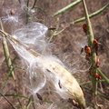Asclepias-fascicularis-narrowleaved-milkweed-capsules-seeds-China-Flats-trail-Simi-2011-09-12-IMG 9724