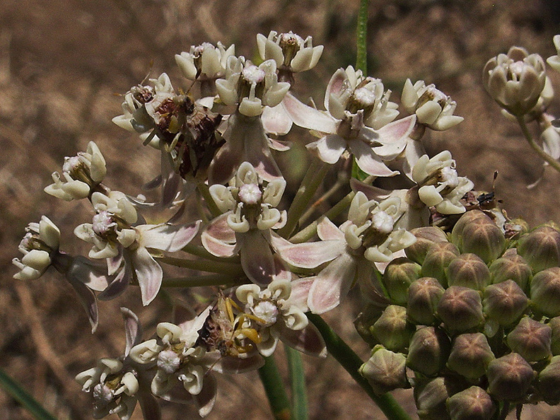 Asclepias-fascicularis-narrowleaved-milkweed-flowers-China-Flats-trail-Simi-2011-09-12-IMG_9723.jpg