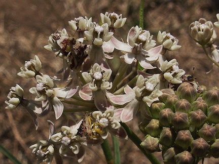 Asclepias-fascicularis-narrowleaved-milkweed-flowers-China-Flats-trail-Simi-2011-09-12-IMG 9723