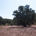 China-Flats-with-oak-tree-Simi-2011-09-12-IMG 9717