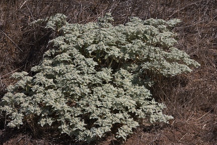 Eremocarpus-setigerus-turkey-mullein-China-Flats-Simi-2011-09-12-IMG 3361