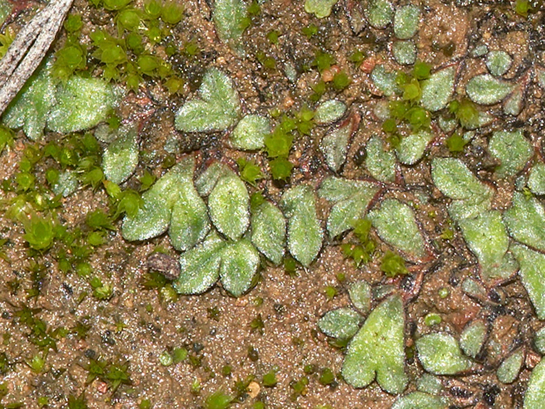 Riccia-sp-thallose-liverwort-Santa-Monica-Mts-2012-12-24-IMG 7077