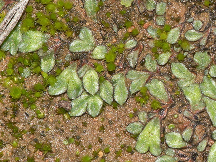 Riccia-sp-thallose-liverwort-Santa-Monica-Mts-2012-12-24-IMG 7077