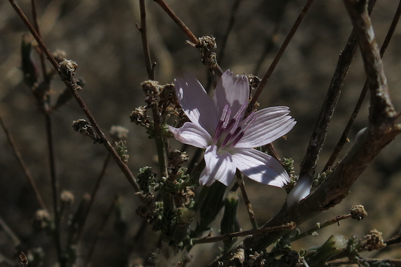 Stephanomeria-exigua-wirelettuce-Marr-Ranch-2015-12-17-IMG_6438.jpg