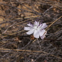 Stephanomeria-virgata-twiggy-wreath-plant-China-Flats-trail-Simi-2011-09-12-IMG 9700