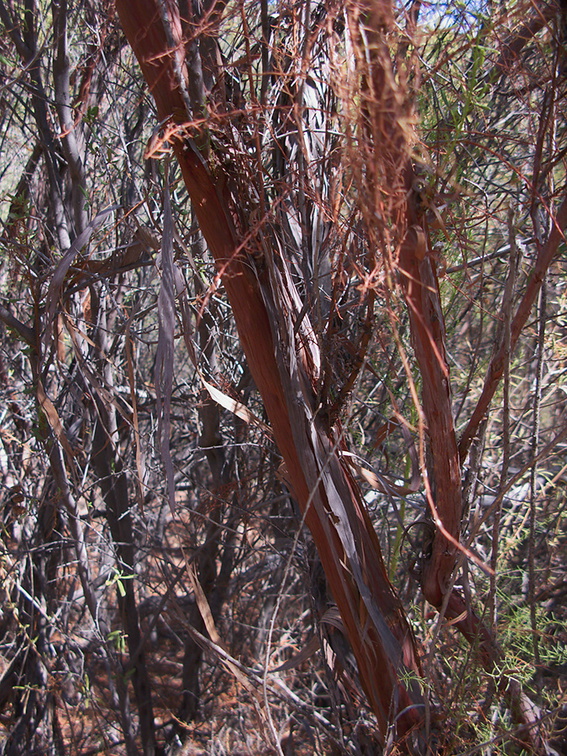 Adenostoma-sparsifolium-red-shanks-showing-red-ribbony-bark-Circle-X-ranch-2011-09-19-IMG 9733