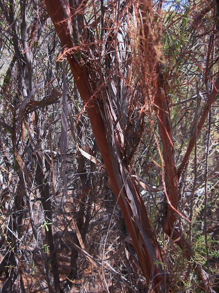 Adenostoma-sparsifolium-red-shanks-showing-red-ribbony-bark-Circle-X-ranch-2011-09-19-IMG_9733.jpg