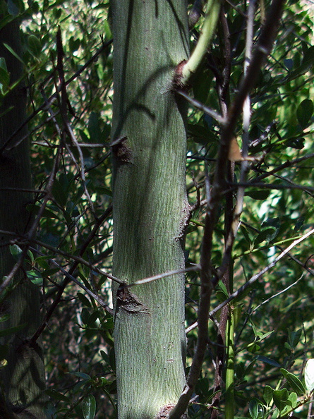 Ceanothus-spinosus-greenbark-showing-green-bark-Circle-X-ranch-2011-09-19-IMG_9759.jpg