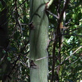 Ceanothus-spinosus-greenbark-showing-green-bark-Circle-X-ranch-2011-09-19-IMG_9759.jpg