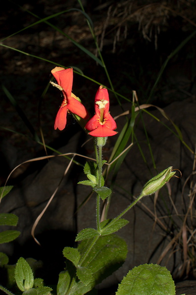 Mimulus-cardinalis-scarlet-monkeyflower-Circle-X-ranch-2011-09-19-IMG 3389