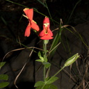 Mimulus-cardinalis-scarlet-monkeyflower-Circle-X-ranch-2011-09-19-IMG 3389