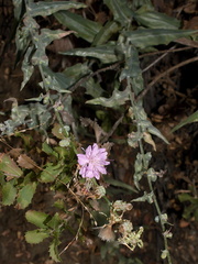 Stephanomeria-cichoriacea-chicory-leaved-wire-lettuce-Circle-X-ranch-2011-09-19-IMG 3377