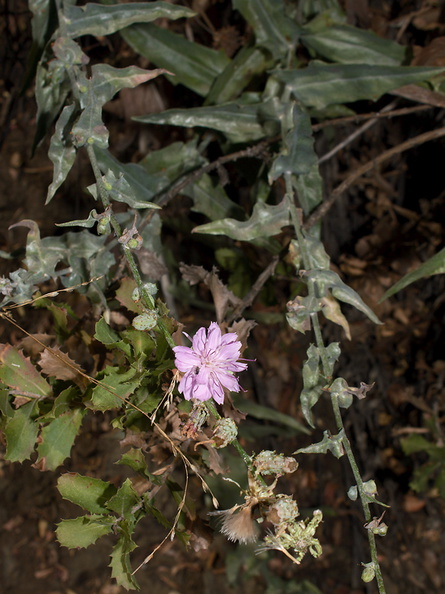 Stephanomeria-cichoriacea-chicory-leaved-wire-lettuce-Circle-X-ranch-2011-09-19-IMG_3377.jpg