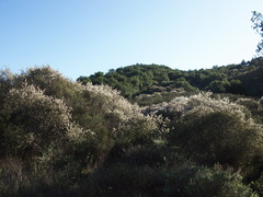 Ceanothus-megacarpus-big-pod-ceanothus-covering-hillsides-Malibu-Springs-trail-2013-01-27-IMG 3366